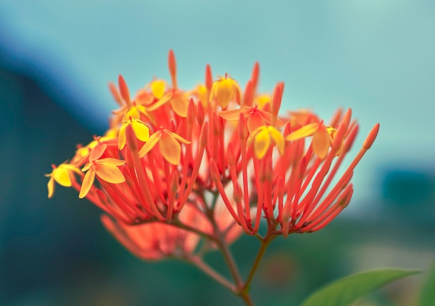 Vue rapprochée de la fleur d'orange