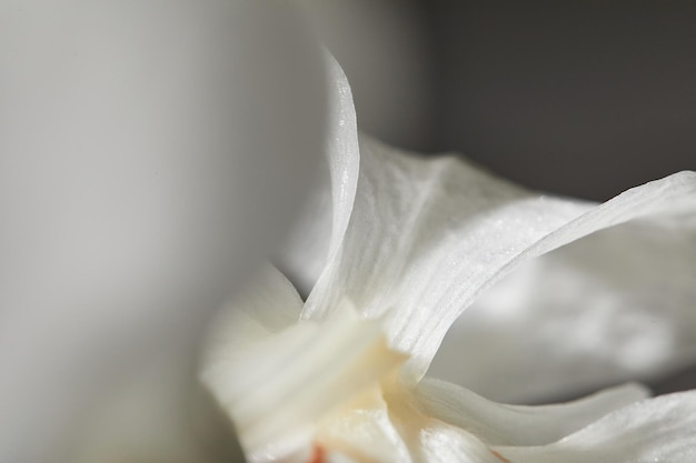 Vue rapprochée de la fleur d'orchidée blanche