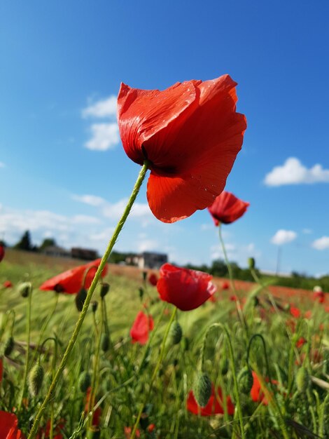 Vue rapprochée de la fleur de pavot rouge sur le champ