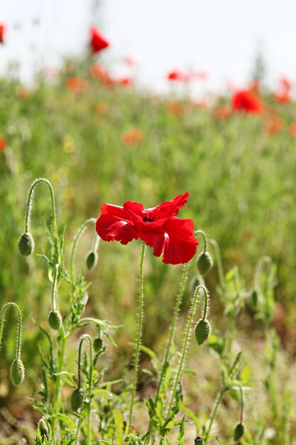 Photo vue rapprochée de la fleur de pavot rouge sur le champ