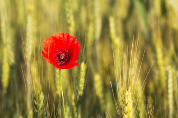 Photo vue rapprochée de la fleur de pavot rouge sur le champ