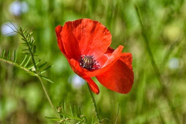 Vue rapprochée de la fleur de pavot rouge