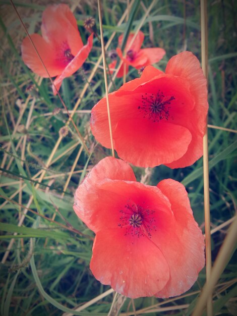 Photo vue rapprochée de la fleur de pavot rouge