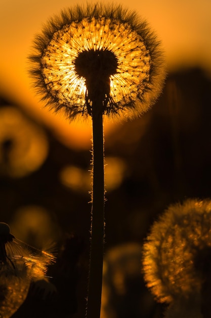 Photo vue rapprochée de la fleur de pissenlit au coucher du soleil