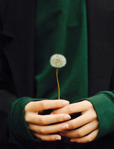 Vue rapprochée d'une fleur de pissenlit dans la main