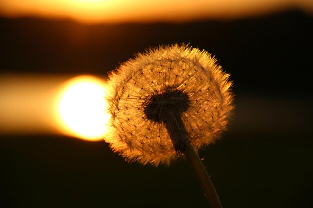 Photo vue rapprochée de la fleur de pissenlit