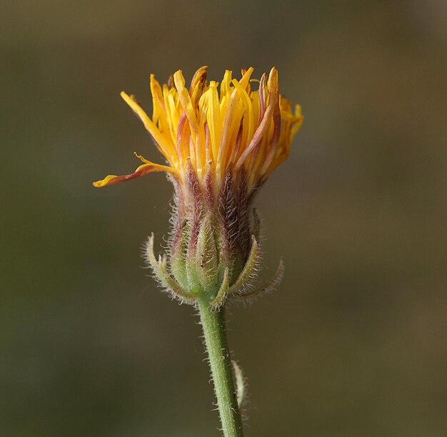 Photo vue rapprochée de la fleur sur la plante