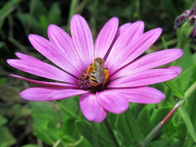 Vue rapprochée de la fleur pollinisée par l'abeille