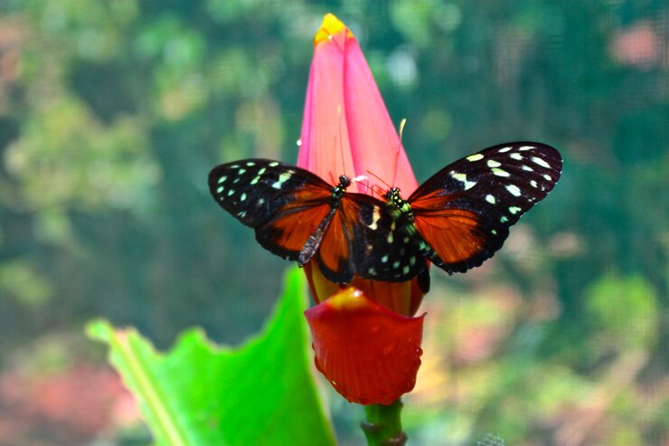 Photo vue rapprochée d'une fleur pollinisée par un papillon