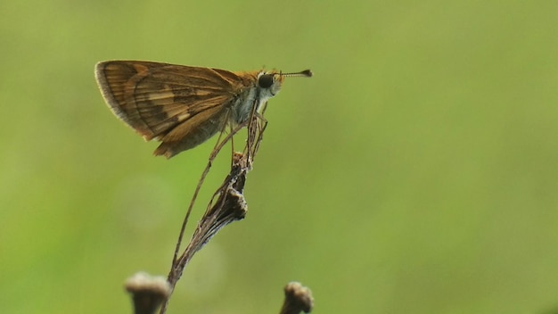 Vue rapprochée d'une fleur pollinisée par un papillon