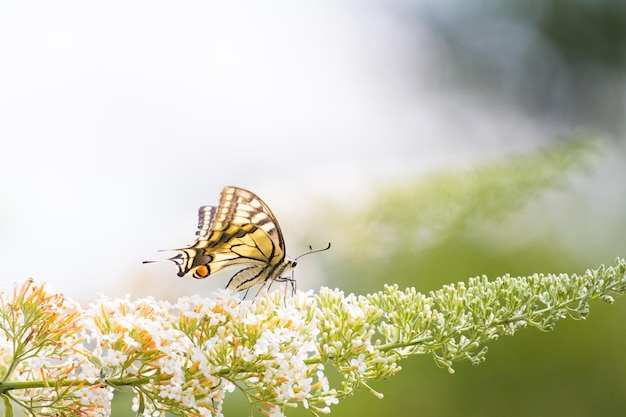 Vue rapprochée d'une fleur pollinisée par un papillon