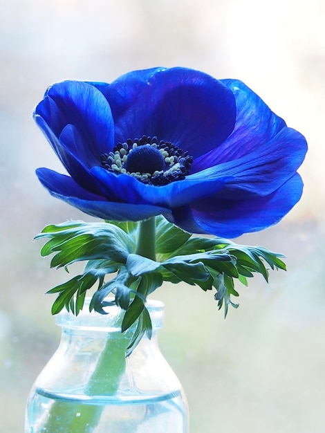 Photo vue rapprochée d'une fleur pourpre dans un vase