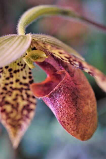 Photo vue rapprochée de la fleur pourpre sur la plante