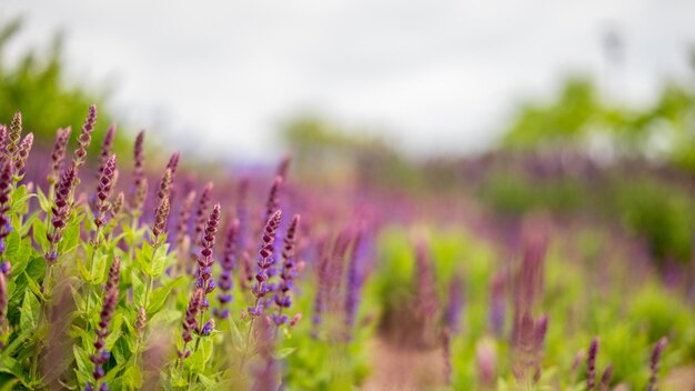 Vue rapprochée d'une fleur pourpre poussant sur le champ