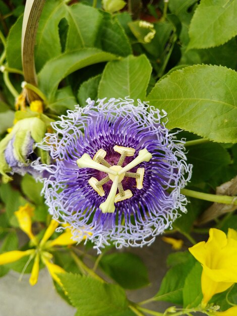 Photo vue rapprochée d'une fleur pourpre qui fleurit à l'extérieur