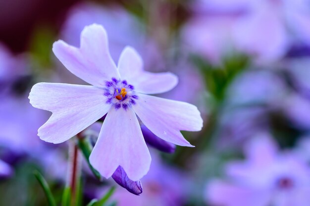 Vue rapprochée d'une fleur pourpre qui fleurit à l'extérieur