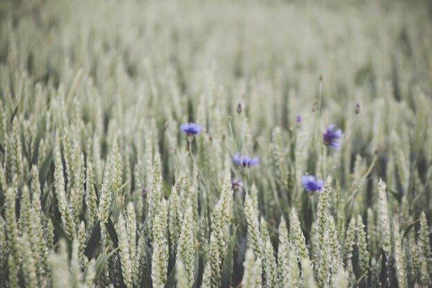 Vue rapprochée d'une fleur pourpre qui pousse dans le champ