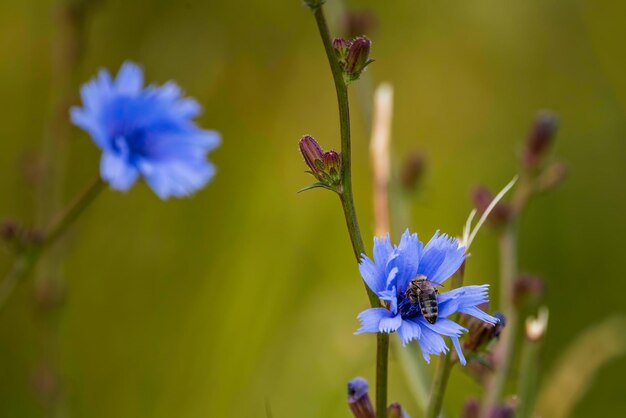 Photo vue rapprochée de la fleur pourpre en train de polliniser