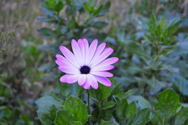 Photo vue rapprochée de la fleur pourpre