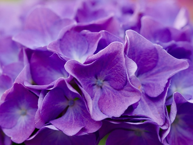 Vue rapprochée de la fleur pourpre