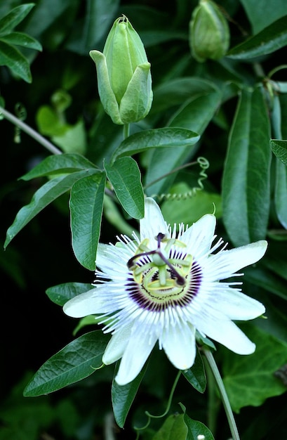 Photo vue rapprochée de la fleur pourpre