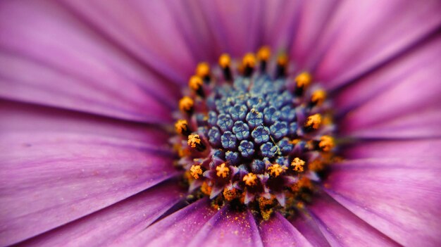 Photo vue rapprochée de la fleur pourpre