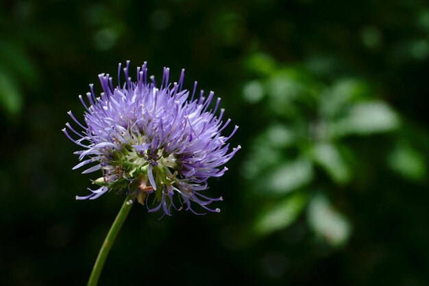 Photo vue rapprochée de la fleur pourpre