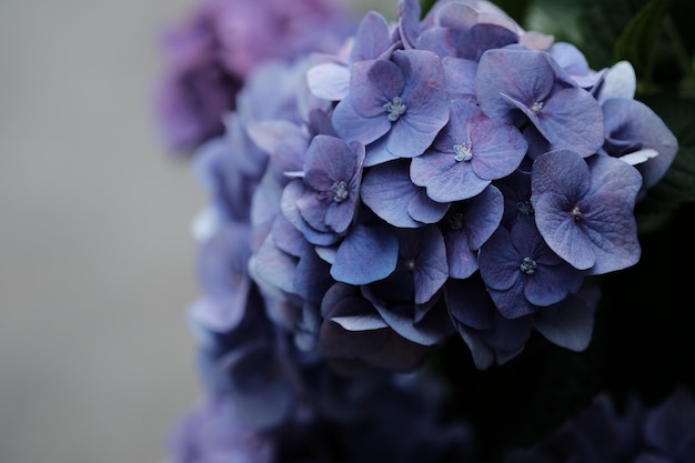 Vue rapprochée de la fleur pourpre