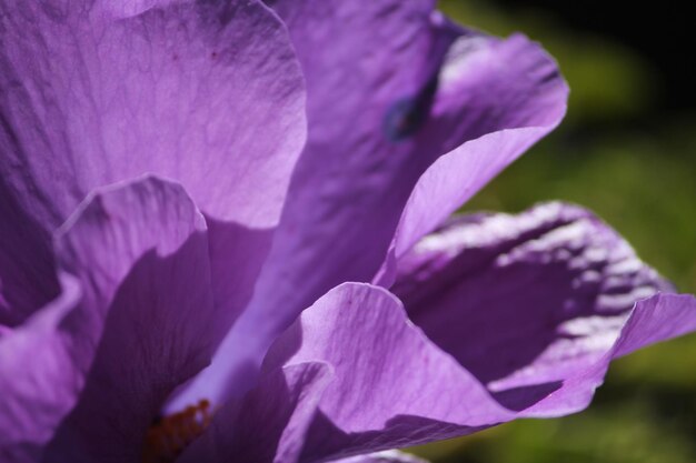 Photo vue rapprochée de la fleur pourpre