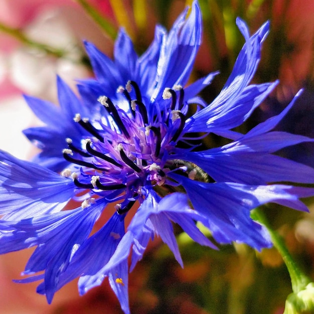 Photo vue rapprochée de la fleur pourpre