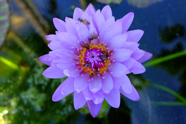 Vue rapprochée de la fleur pourpre