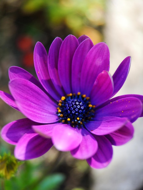 Vue rapprochée de la fleur pourpre