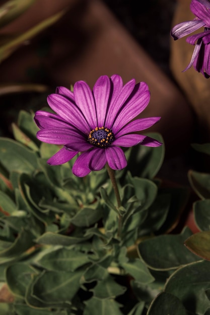 Vue rapprochée de la fleur pourpre