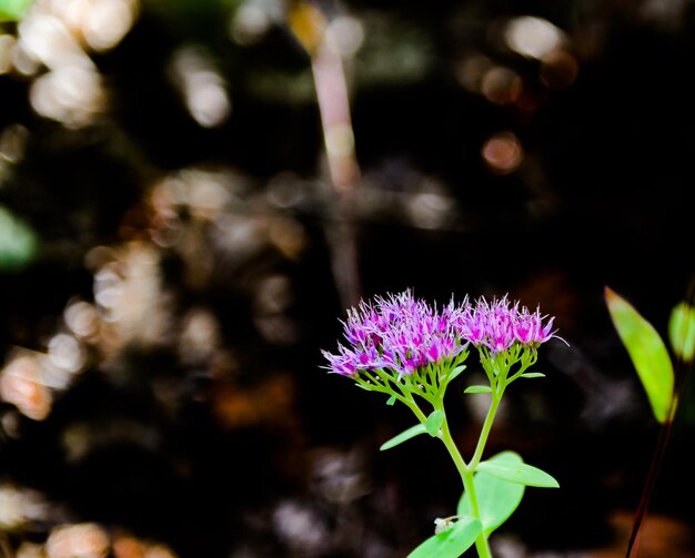 Photo vue rapprochée d'une fleur qui fleurit à l'extérieur