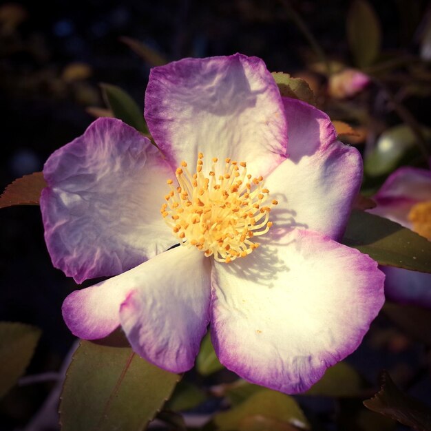 Photo vue rapprochée d'une fleur qui fleurit à l'extérieur