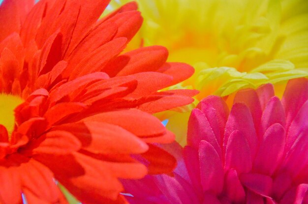 Photo vue rapprochée d'une fleur qui fleurit à l'extérieur