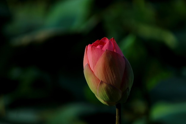 Vue rapprochée d'une fleur qui fleurit à l'extérieur
