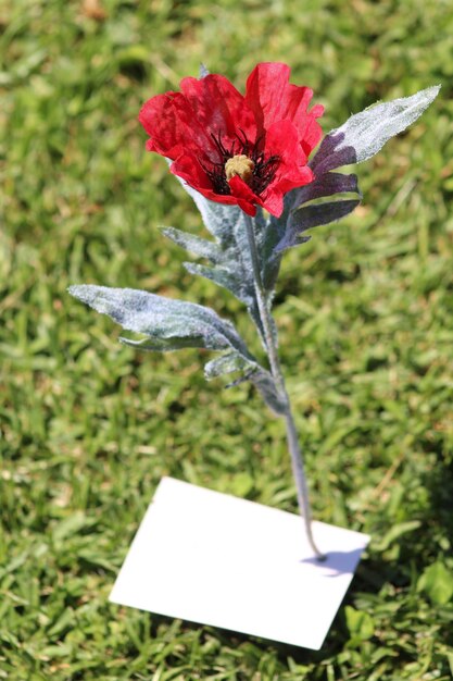 Photo vue rapprochée d'une fleur qui fleurit à l'extérieur