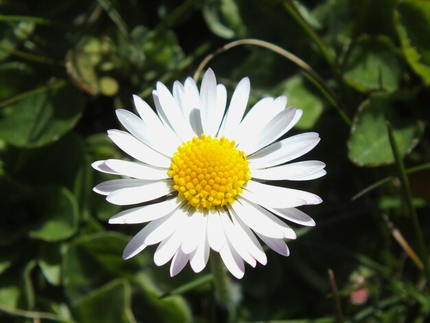 Vue rapprochée d'une fleur qui fleurit à l'extérieur