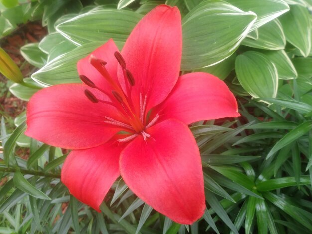 Photo vue rapprochée d'une fleur qui fleurit à l'extérieur