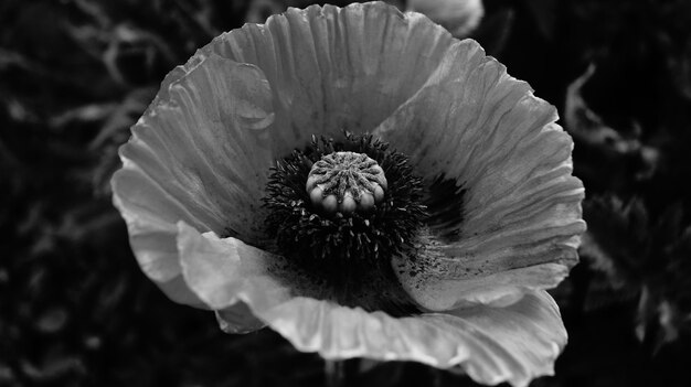 Photo vue rapprochée d'une fleur qui fleurit à l'extérieur