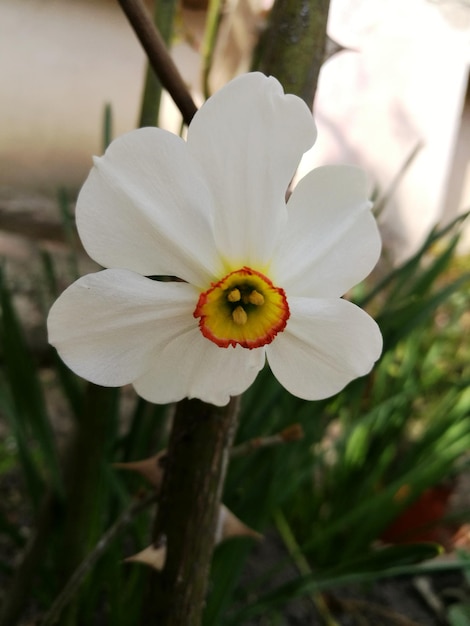 Vue rapprochée d'une fleur qui fleurit à l'extérieur