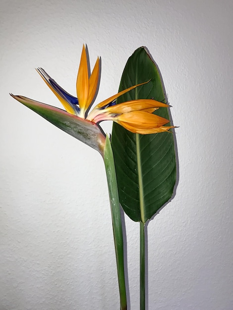 Photo vue rapprochée d'une fleur qui fleurit à l'extérieur