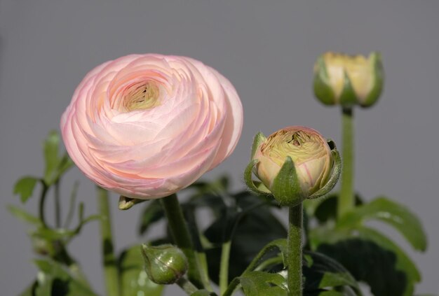 Vue rapprochée d'une fleur qui fleurit à l'extérieur