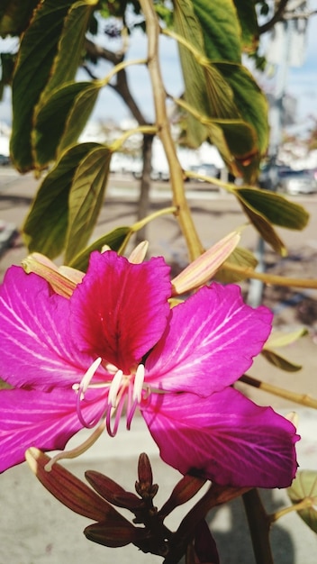 Photo vue rapprochée d'une fleur qui fleurit à l'extérieur