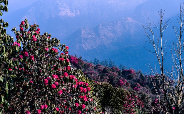 Vue rapprochée de la fleur de Rhododron en fleur