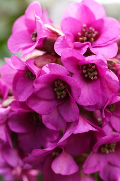 Vue rapprochée de la fleur rose de Bergenia crassifolia