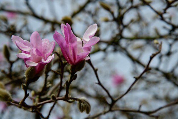 Photo vue rapprochée d'une fleur rose sur une branche