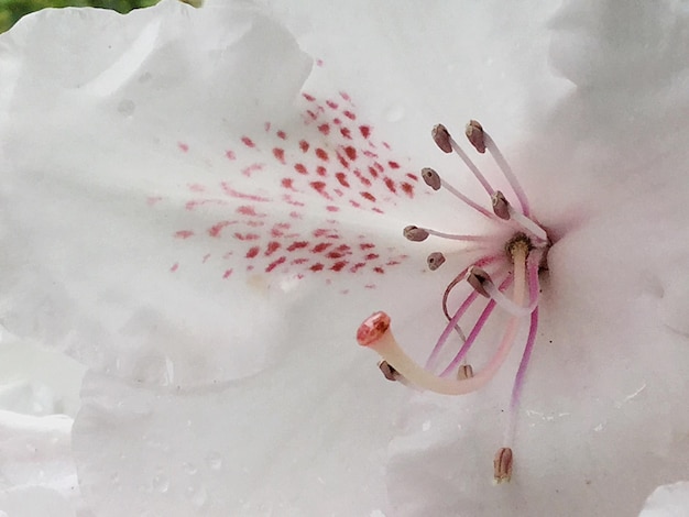 Photo vue rapprochée d'une fleur rose dans l'eau