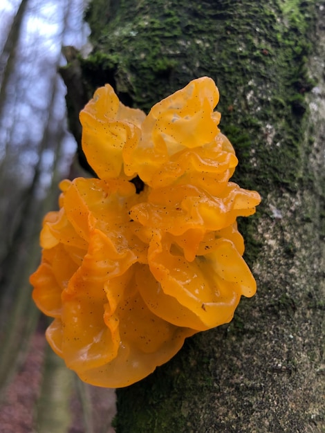 Photo vue rapprochée de la fleur de rose jaune